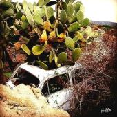 “Fuori posto” - La Foto della Settimana è di Claudio Tognoli