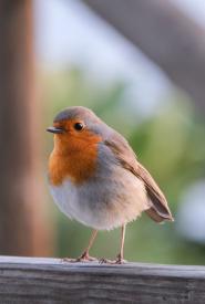 La Foto del Giorno (20 gen.)