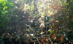 La Foto del Giorno (7 ott.)