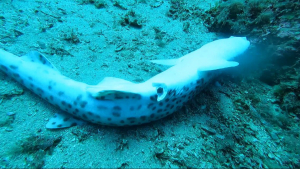 Videotestimonianza: pesci poco commerciabili (squali, razze, torpedini) abbandonati sui fondali