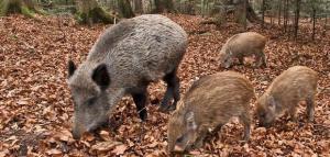 Cinghiali all'Elba, non è più il tempo delle parole