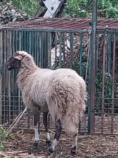 Catturata Marina, la "pecora randagia" che preoccupava gli automobilisti