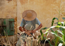 Primo raccolto del Biancolino, l'antico grano elbano "ritrovato"