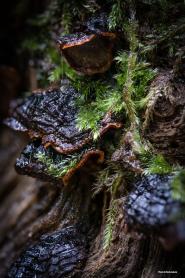 La Foto del Giorno (22 nov.)