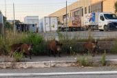Fotonotizia: cinghiali già all'assalto delle periferie ferajesi