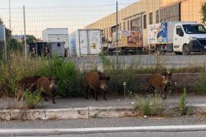 Fotonotizia: cinghiali già all&#039;assalto delle periferie ferajesi