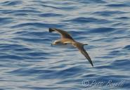 Grande successo per le attività di whale watching organizzate dal Parco nei mesi scorsi all’Elba