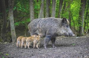 Barbetti ancora sull'eradicazione: l'assenza al tavolo istituzionale dell'ATC e le nuove "norme-Meloni"