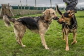 Let's Dog organizza classi di comunicazione e socializzazione per cani 