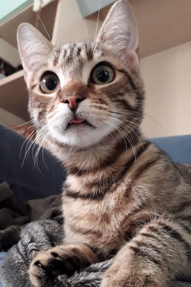 Appello per ritrovare Dino, un gattino scomparso