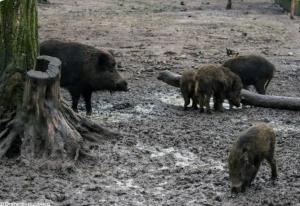 Emergenza ungulati e capre inselvatichite: domani a Campo un incontro con i cittadini
