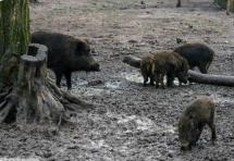 Emergenza ungulati e capre inselvatichite: domani a Campo un incontro con i cittadini