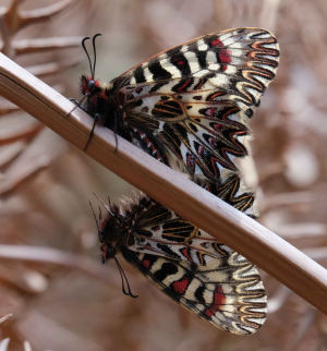 Fotonotizia: le "nozze" della farfalla di San Piero