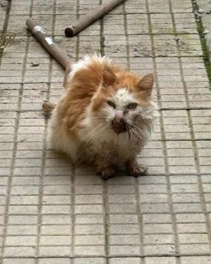 La triste storia di un povero gatto malato