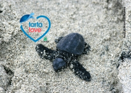 Cercasi cacciatori di tracce di tartarughe marine