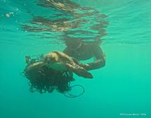 Un’altra tartaruga marina trovata ferita all’Isola d’Elba