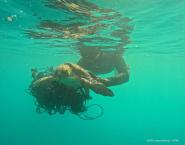 Un’altra tartaruga marina trovata ferita all’Isola d’Elba