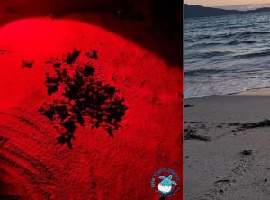 Tra poco nasceranno le tartarughine marine a Sant’Andrea e Procchio, cercasi volontari