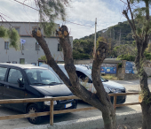 Massacrate le tamerici anche all'Enfola (dopo quelle alle Prade)