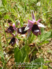 La scoperta dell'orchidea cittadina