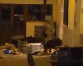 San Piero: cinghiali ormai "stabili" in paese (video)