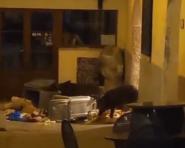 San Piero: cinghiali ormai "stabili" in paese (video)