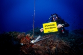 Segnali inquietanti dal mare elbano. Greenpeace: 18 gradi a meno 40 metri, Caulerpa cylindracea, un'alga aliena.