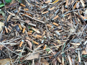 Piogge di fine agosto, è arrivato l’”arembacicche”