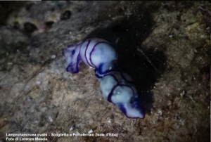 All’Elba segnalata per la prima volta la specie aliena Lamprohaminoea ovalis