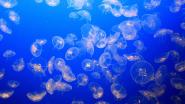 Il "tappeto di meduse" non ferma le gare di MARELBA 2024