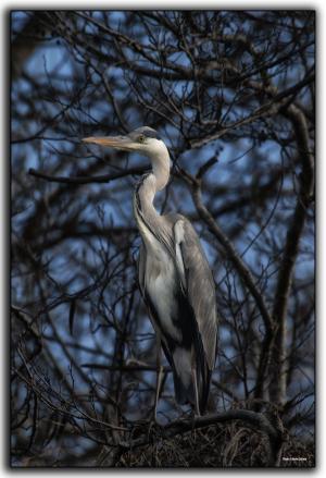 La Foto del Giorno (28 gen.)