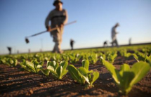 Indennità di disoccupazione agricola, domande entro il 31 marzo