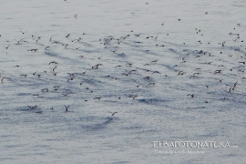 Un grande gruppo di berte minori avvistato sulla rotta dei traghetti