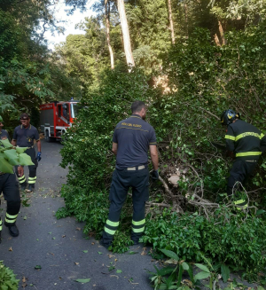 Cade un albero sulla Civillina, strada bloccata per circa mezz&#039;ora
