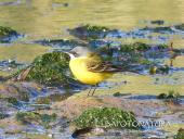 La Foto del Giorno (4 apr.)