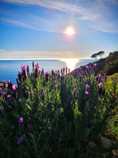 La Foto del Giorno (29 mar.)