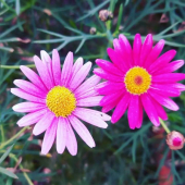 La Foto del Giorno (27 mar.)