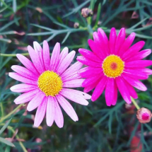 La Foto del Giorno (27 mar.)