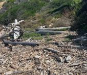 Accesso negato e degrado: la vera situazione della spiaggia Stecchi a Capoliveri