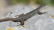 Come le lucertole hanno conquistato l’Arcipelago Toscano in due ondate diverse e separate