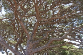 A Sciambere: in memoria di un pino giustiziato