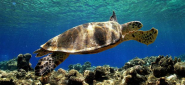 Nasce anche in Toscana la rete per la protezione dei nidi di tartarughe marine