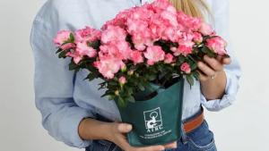 Azalee per la Ricerca: a Marciana Marina raccolti oltre 5.000 euro per AIRC