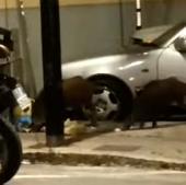 Cinghiali a Carpani - Il video