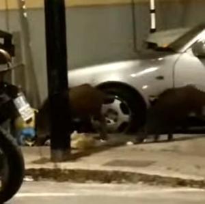 Cinghiali a Carpani - Il video