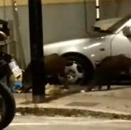 Cinghiali a Carpani - Il video