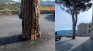 Non si soffoca così un albero
