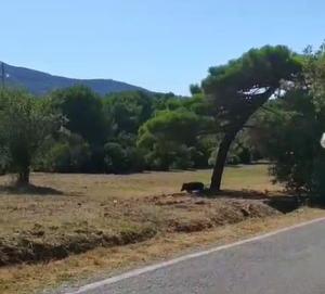 Video segnalazione: cinghiali a spasso a Campo all&#039;Aia