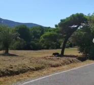 Video segnalazione: cinghiali a spasso a Campo all'Aia
