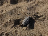 Le tartarughe marine nascono anche all’Isola del Giglio